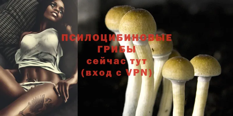 Псилоцибиновые грибы Psilocybe  ОМГ ОМГ рабочий сайт  Алексин 